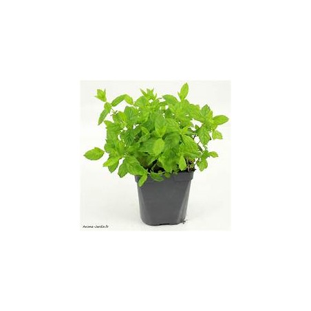 Menthe (Dynamis) /pot