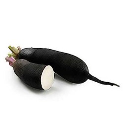 Radis noir (Dynamis) /kg